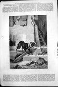 Old Deserted C Arnald Dog Deserted House Bird Cage Broken Window1878 Victorian