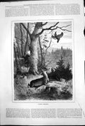 Old Print Forest Shooting Hunter Shoots Bird Tree Deer Escapes Wood 1878 19th