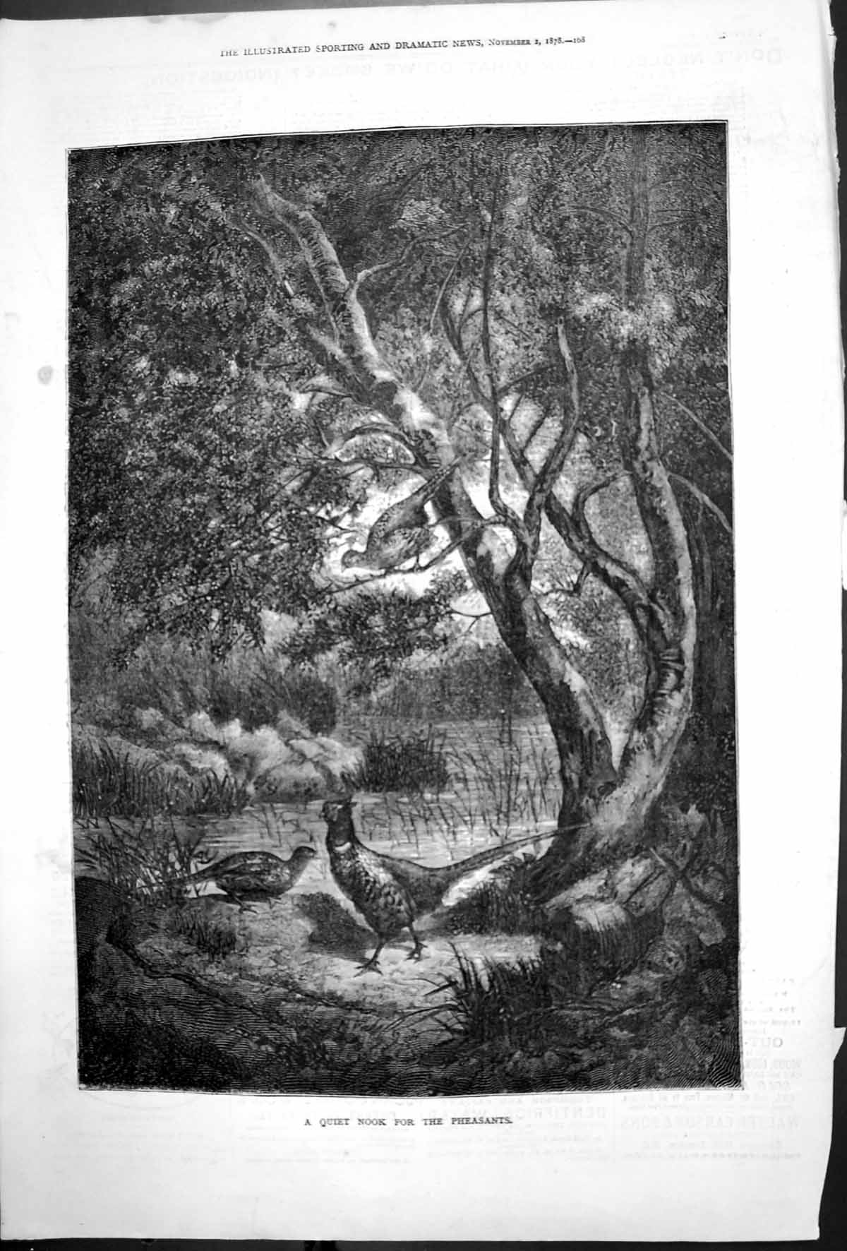 Original Old Antique Print Quiet Nook For Pheasants Tree Edge Water 1878 19th