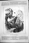 Old Antique Print Rocky Mountain Sheep An Alarm Jumping Rocky Ledges 1878 19th