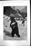 Old Print Bruins Christmas Dinner Stop Thief A Frost Bear Steals Pig 1878 19th