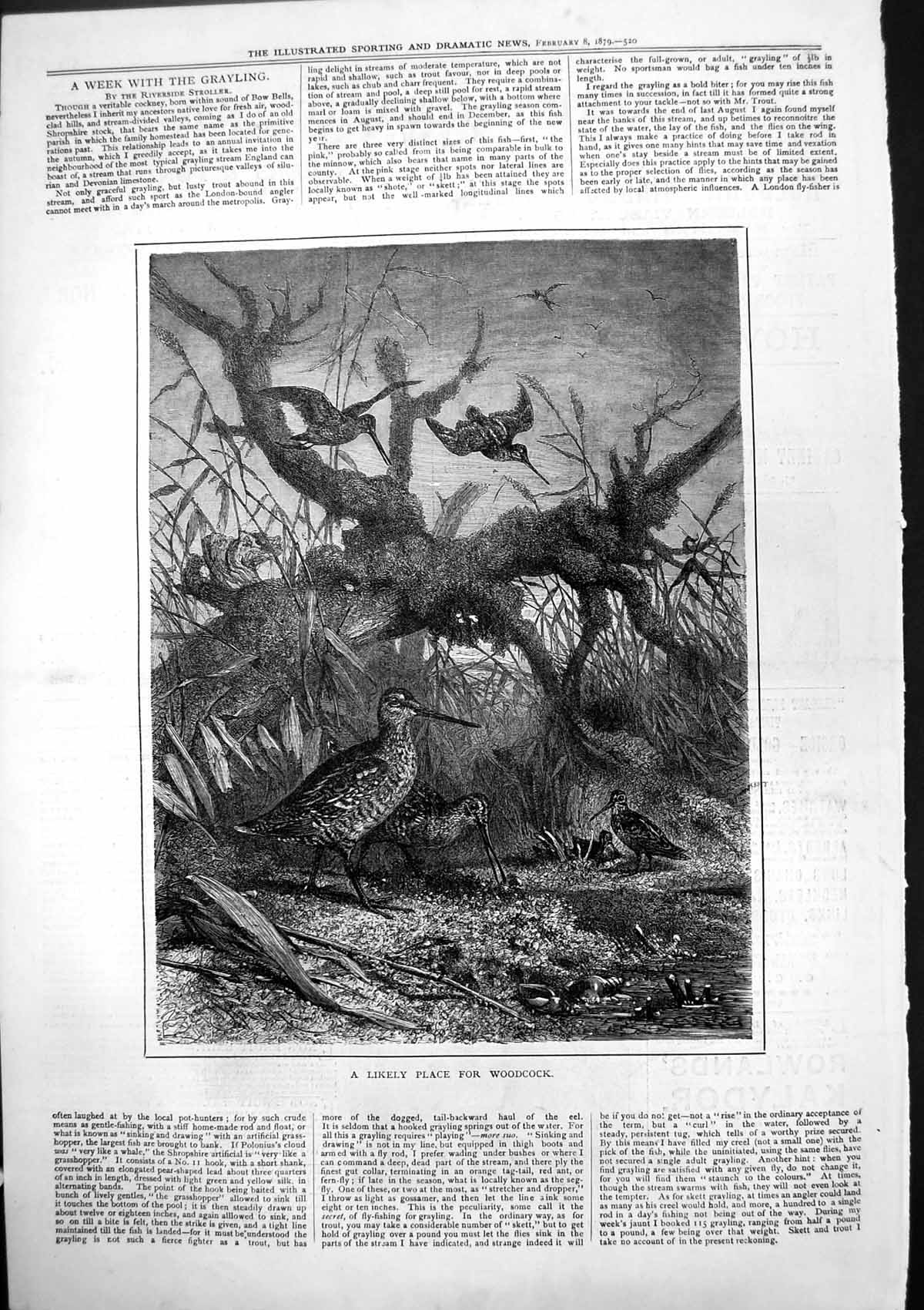 Old Antique Print Likely Place For Woodcock Under Dead Branch Tree 1879 19th