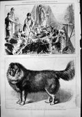 Antique Print Feeding Royal Buckhounds Nero Nepaulese Dog Captain Ryan 1879