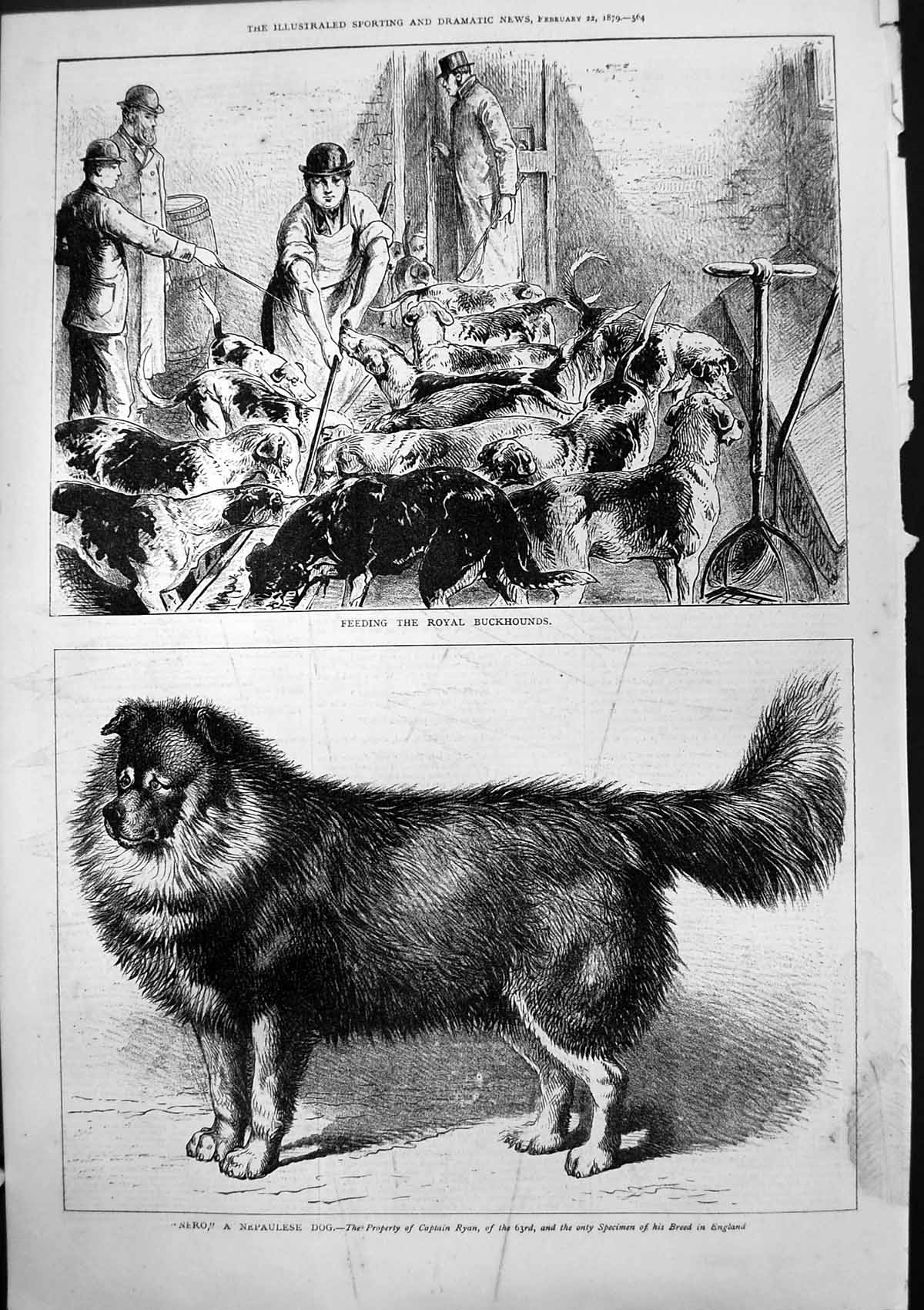 Antique Print Feeding Royal Buckhounds Nero Nepaulese Dog Captain Ryan 1879