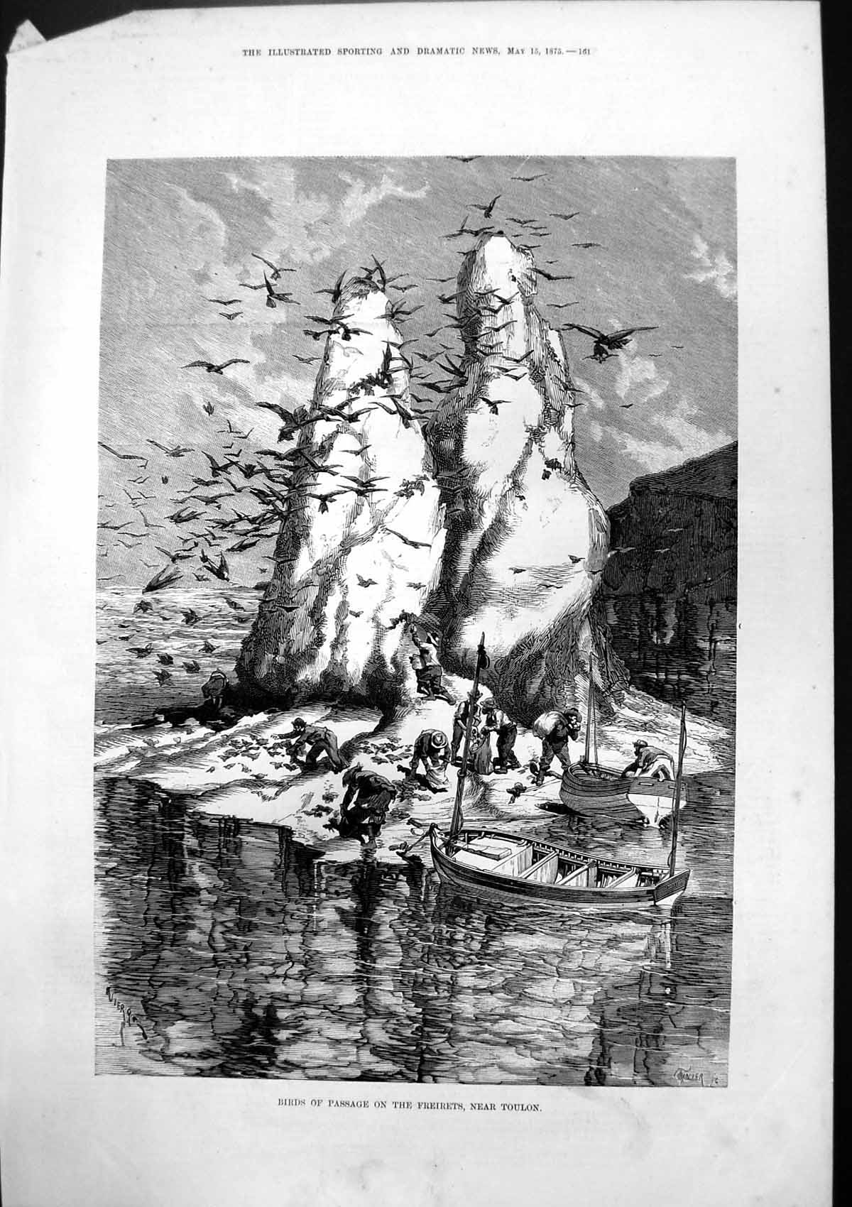 Original Old Antique Print Birds Passage On Freirets Near Toulon 1875 Victorian
