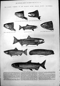 Antique Old Print Salmon Nursery Mccloud River Shasta County California 1875