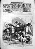 Antique Old Print Prize Hounds Alexandra Palace Hound Show Fox Terrier 1875