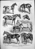 Antique Print Royal Agricultural Show Taunton J Sturgess Stallion Pony 1875