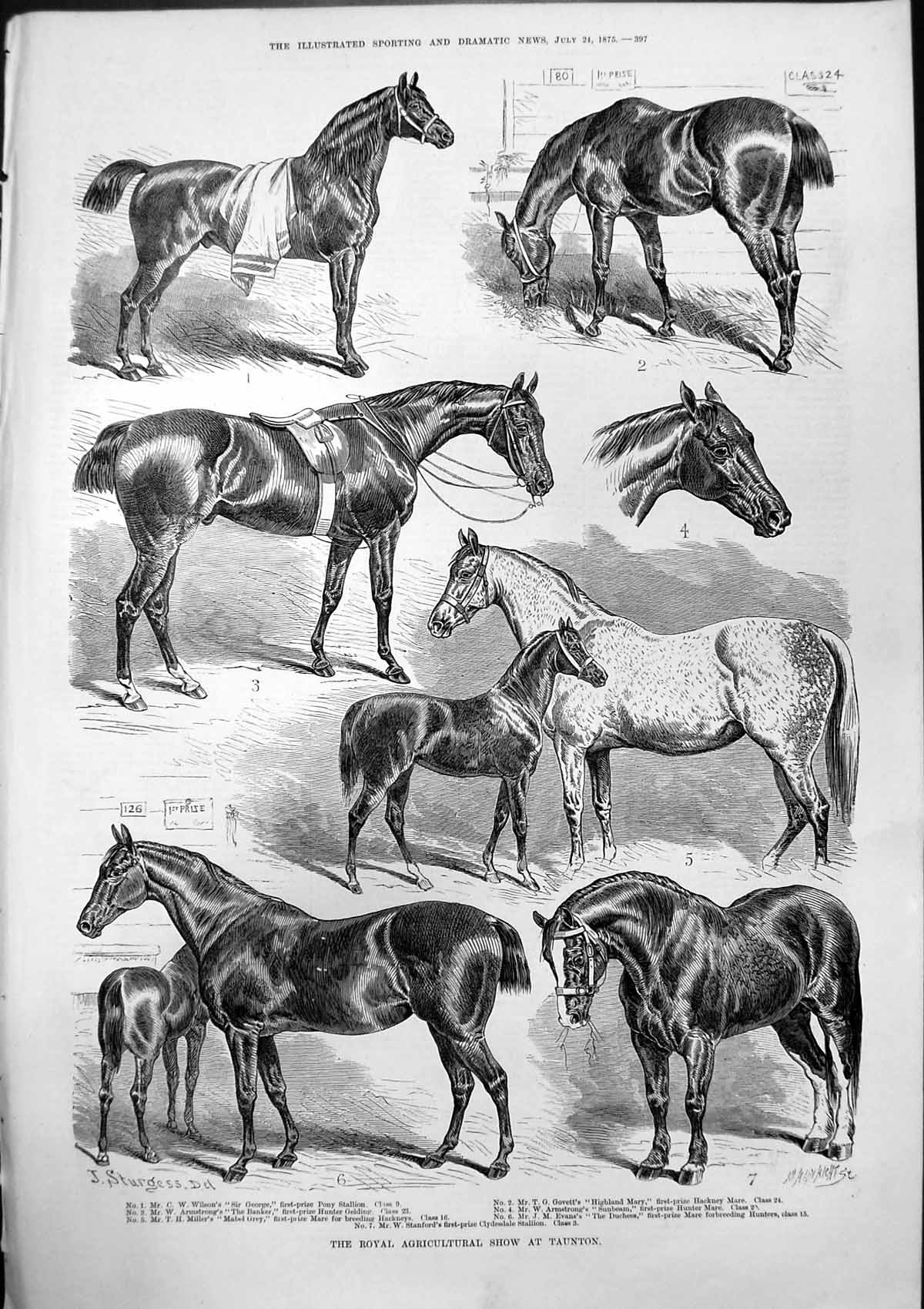 Antique Print Royal Agricultural Show Taunton J Sturgess Stallion Pony 1875