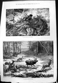 Antique Print Poachers Running Down Roedeer Intruder Amongst Herd Stag 1875