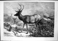 Original Old Antique Print Red Deer Moor Fowl W Palmer Moors Hills 1875 19th