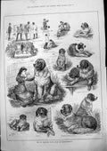 Antique Old Print St Bernards Clubs Show Knightsbridge Cadwallader Romeo 1883