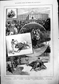 Antique Print Bull Fight Honour Crown Prince Germany Madrid Bull Ring 1884 19th