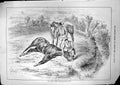 Old Antique Print Place Where Horse Died J Sturgess Rider Distressed 1884 19th