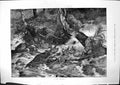 Antique Old Print Fight For Life Stag River Trying To Reach Safety Bank 1884