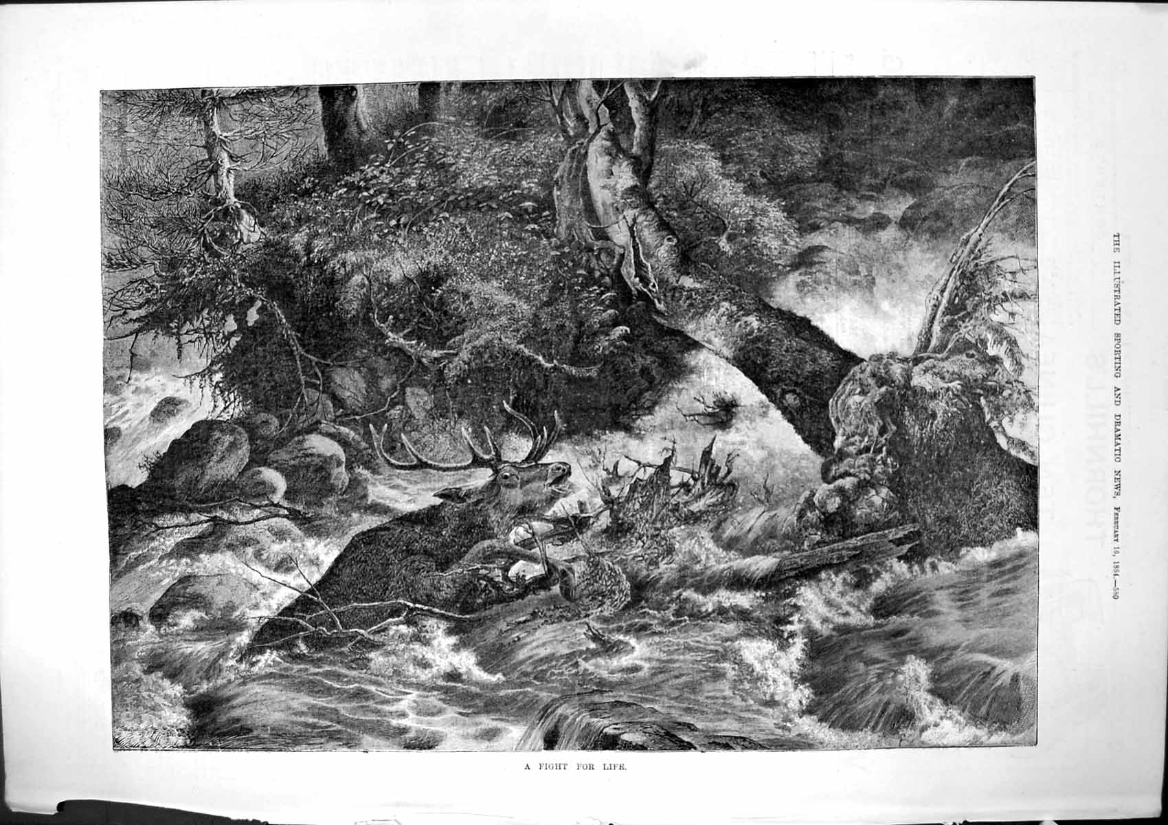 Antique Old Print Fight For Life Stag River Trying To Reach Safety Bank 1884