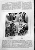 Antique Old Print Emotional Dogs Choleric Melancholy Sanguine Phlegmatic 1877