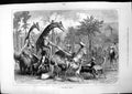 Old Print Zoological Airing Giraffe Ostrich Deer Goat Sheep Elephant 1877 19th