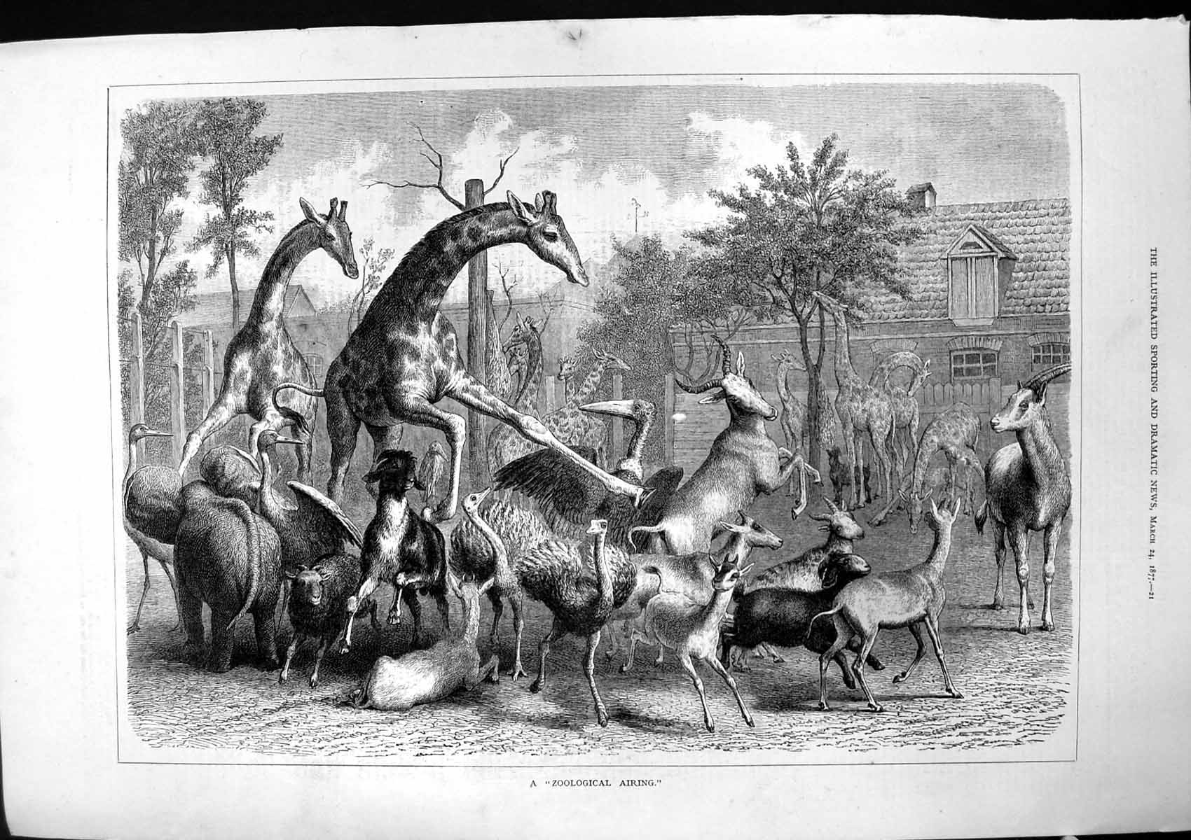 Old Print Zoological Airing Giraffe Ostrich Deer Goat Sheep Elephant 1877 19th