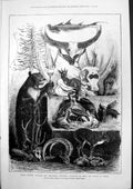 Old Print Indian Hunting Trophies Zoological Specimens Prince Wales 1877 19th