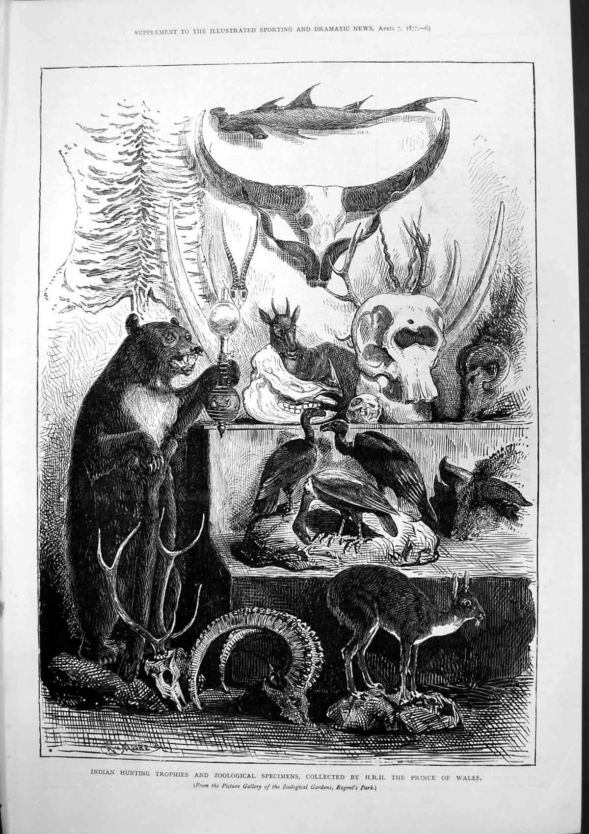 Old Print Indian Hunting Trophies Zoological Specimens Prince Wales 1877 19th