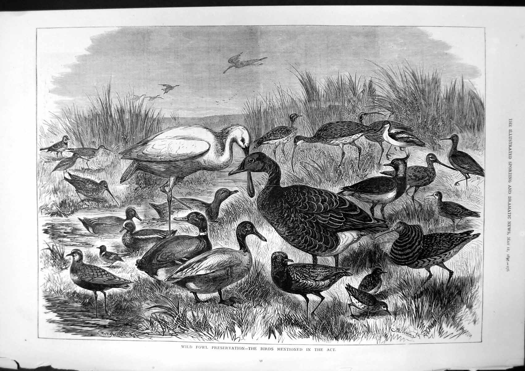 Old Print Wild Fowl Preservation Birds Mentioned Act R H Moore Duck 1877 19th