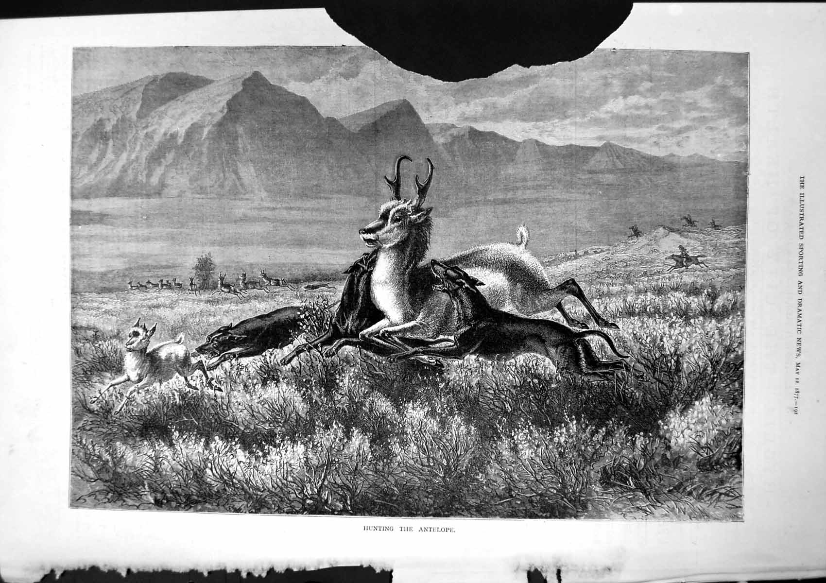 Old Antique Print Hunting Antelpoe Deer Chased Dogs Horses 1877 Damaged 19th