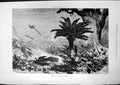 Original Old Antique Print Peacock Shooting India Hunters Guns Palm Trees 1877