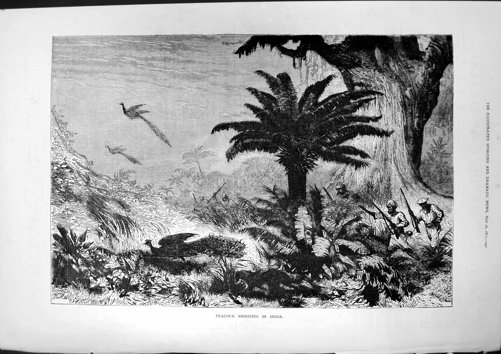 Original Old Antique Print Peacock Shooting India Hunters Guns Palm Trees 1877