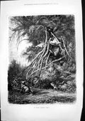Old Print Indian Hunters Grave Platform Wood Branches Forest Wolves 1877 19th