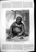 Original Old Antique Print Young Gorilla At Westminster Aquarium 1877 Victorian