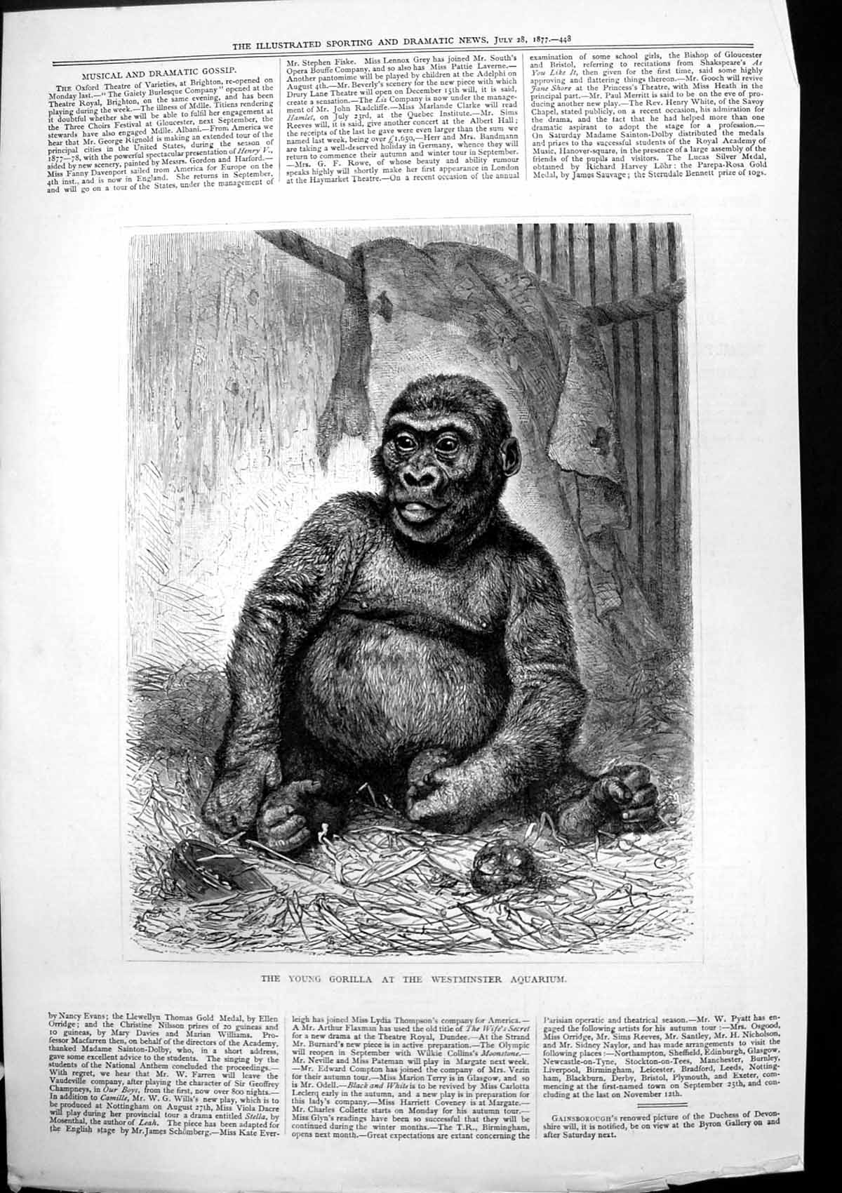 Original Old Antique Print Young Gorilla At Westminster Aquarium 1877 Victorian