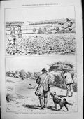 Antique Old Print Among Partridges Covey Turnips Single Birds Hedgerows 1877