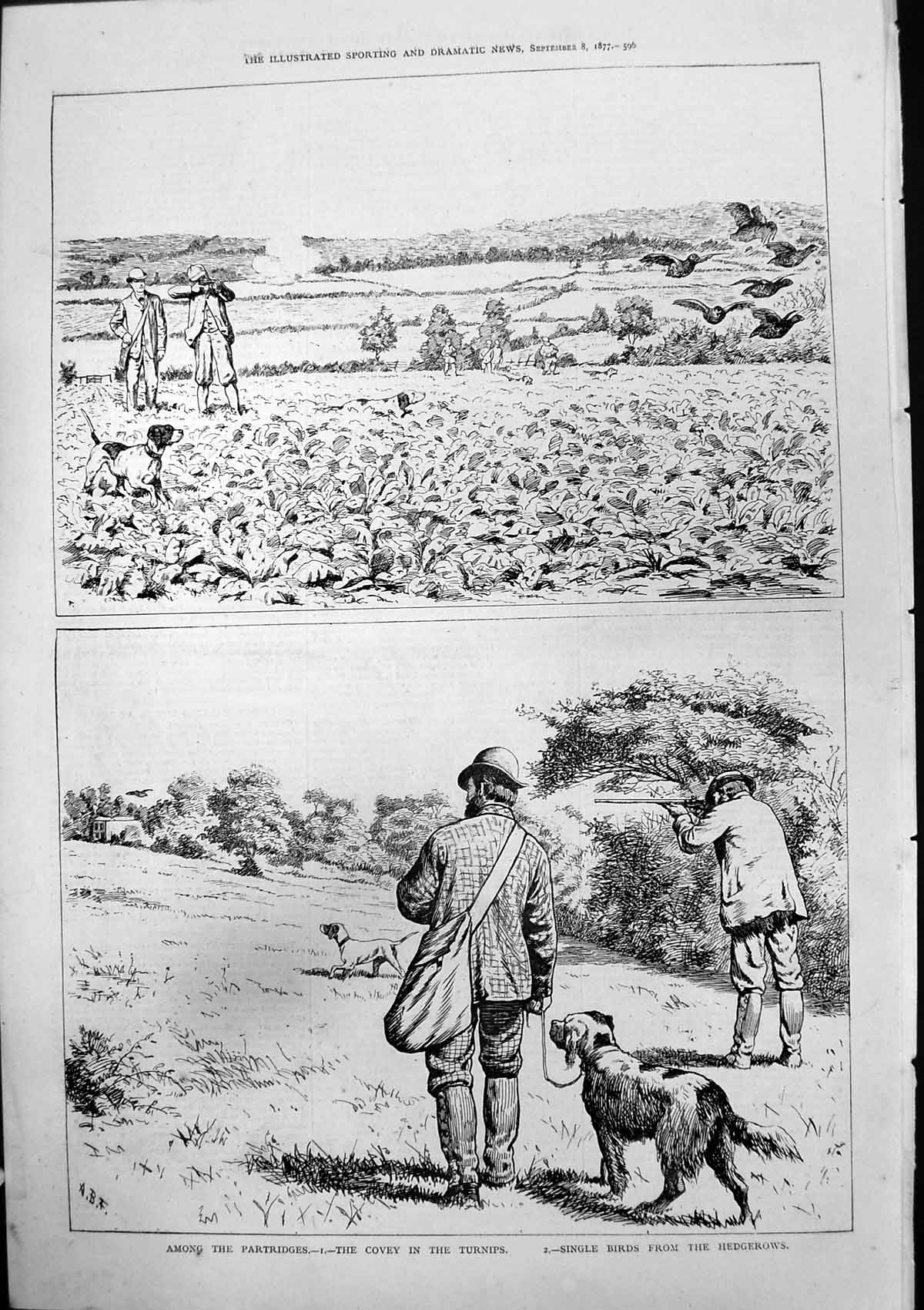 Antique Old Print Among Partridges Covey Turnips Single Birds Hedgerows 1877