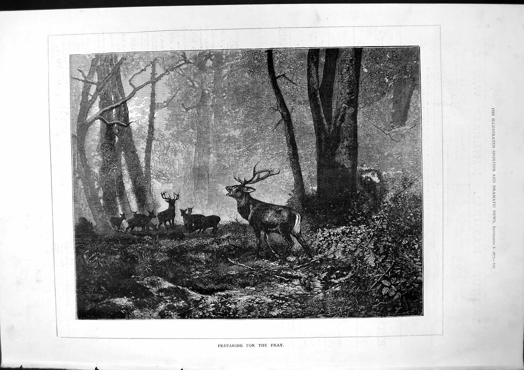 Original Old Antique Print Preparing For Fray Deer Young Forest 1877 Victorian