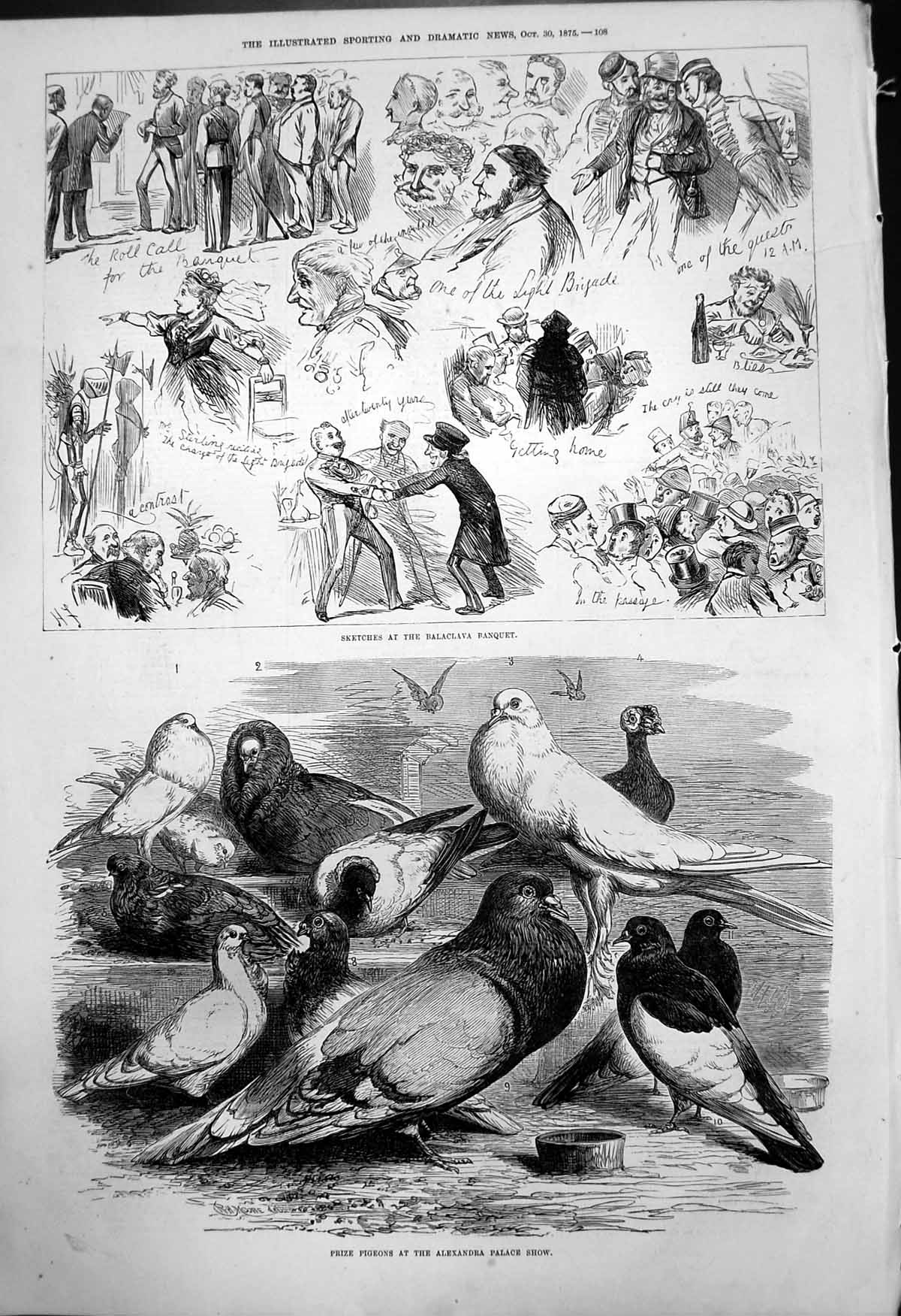 Old Prize Pigeons Alexandra Palace Show Sketches Balaclava Banquet187 Victorian