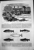 Old Print Serious Accident Monmouthshire Hounds Train Monster Salmon 1875 19th