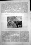 Old Antique Print My First Rhinoceros C Sautten Shooting Two Natives 1875 19th