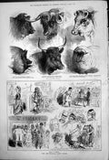 Old Smithfield Club Show Heads Visitors Prize Winners Cattle Sheep 18 19th
