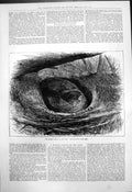 Original Old Antique Print Ruffed Grouse In Nest Photographed From Life 1876