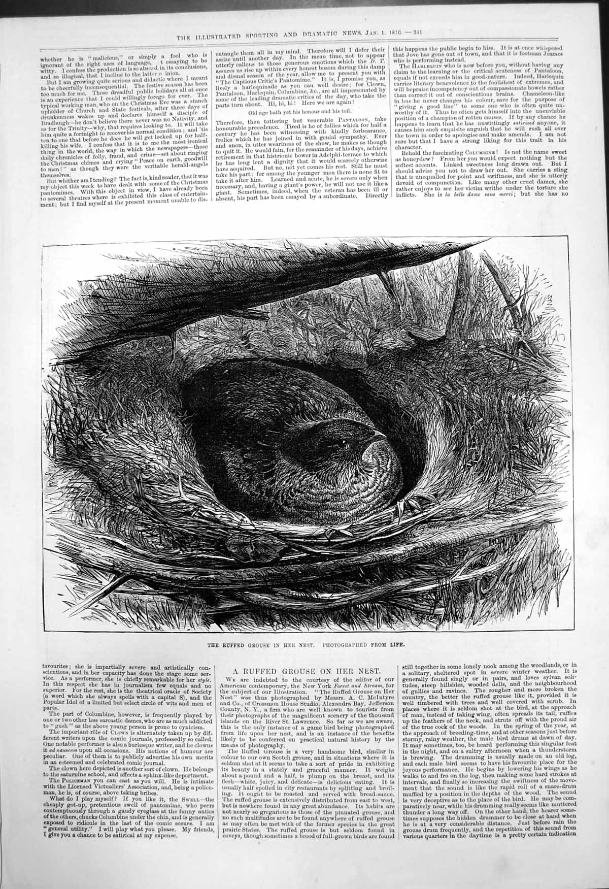 Original Old Antique Print Ruffed Grouse In Nest Photographed From Life 1876