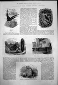 Antique Print Gilbert Whites Selborne Gravestone Monument House Swift 1876 19th