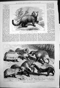 Antique Print New Arrival Zoological Gardens Panda Badgers L Beckmann 1876 19th