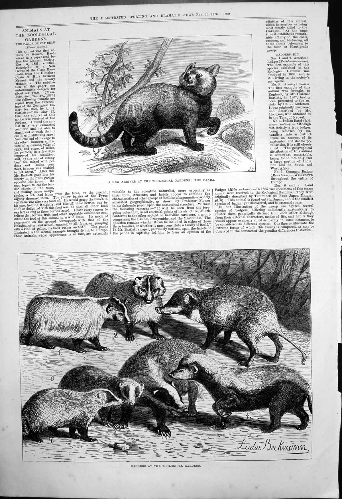 Antique Print New Arrival Zoological Gardens Panda Badgers L Beckmann 1876 19th