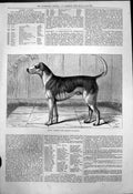 Original Old Antique Print Quorn Alfred Champion Fox Hound England 1876 19th