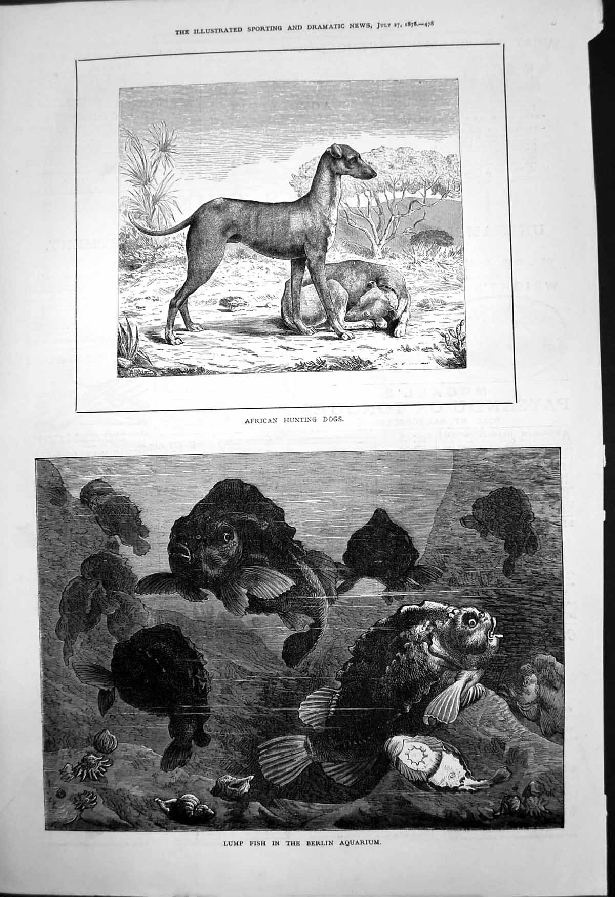 Original Old Antique Print African Hunting Dogs Lump Fish Berlin Aquarium 1878