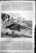 Antique Print With My Compliments Dog Watching Dead Pheasant Riverbank 1878