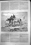 Original Old Antique Print Three Poitou Spanish Donkeys A Strutt 1878 Victorian