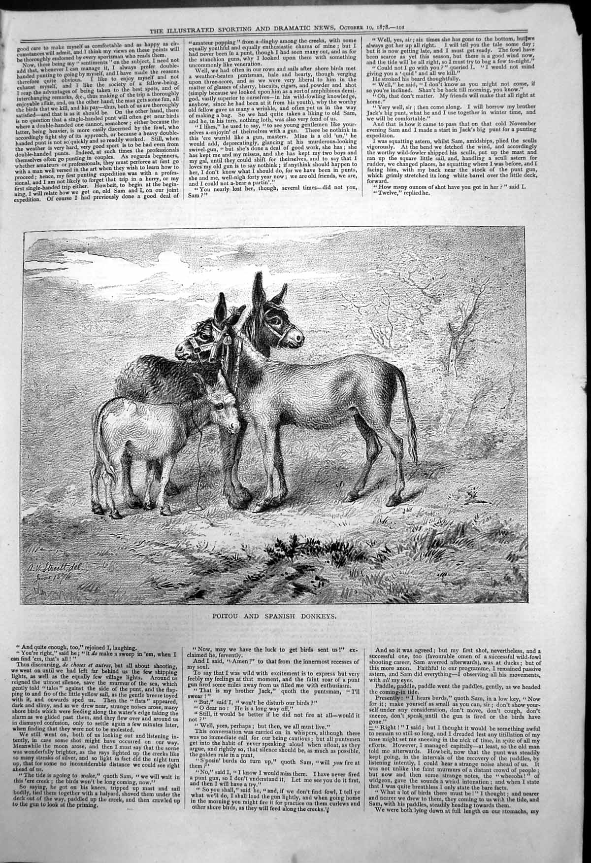 Original Old Antique Print Three Poitou Spanish Donkeys A Strutt 1878 Victorian
