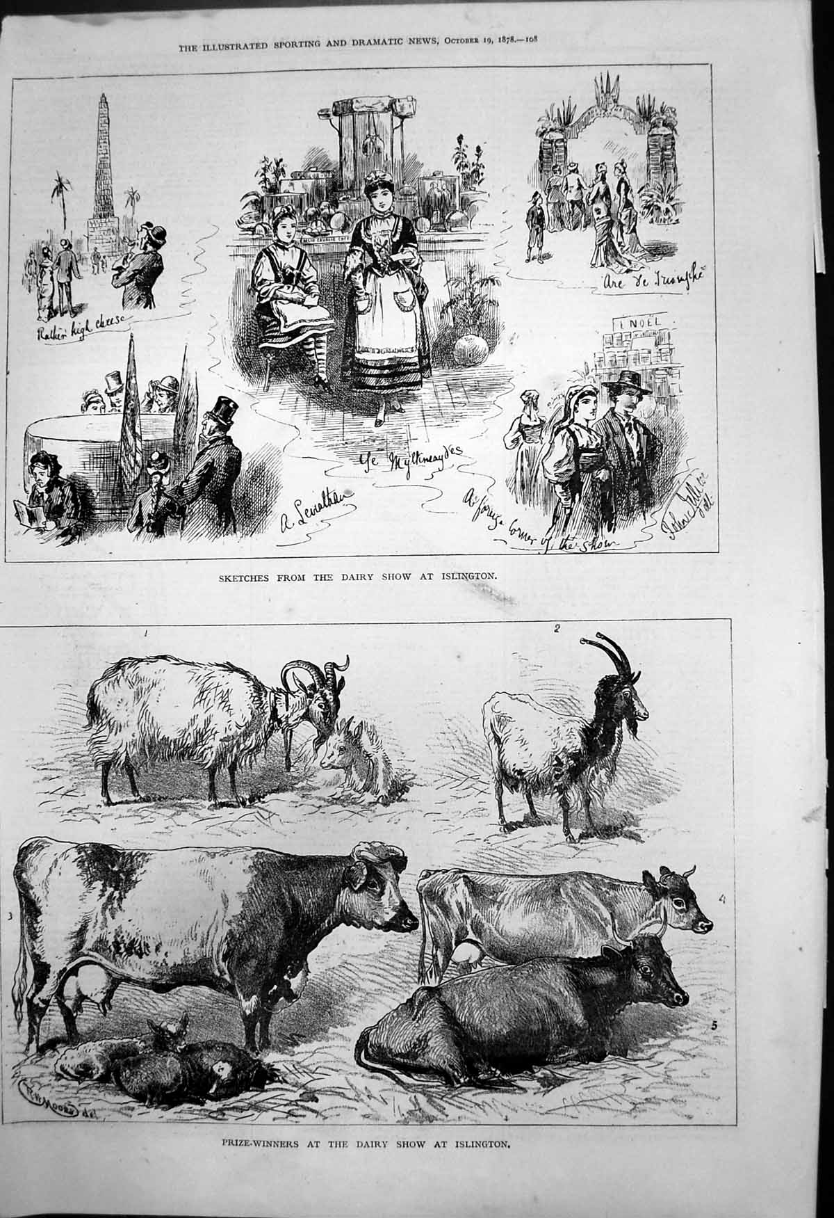 Antique Print Sketches Dairy Show Islington Prizewinners Cattle Goats 1878 19th